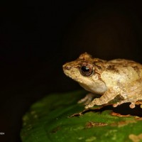 Pseudophilautus mittermeieri Megaskumbura & Manamendra-Arachcchi, 2005